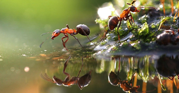 Cheap english editing