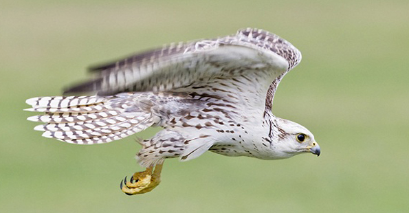 reliable english editing